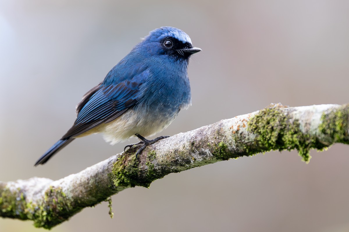 Papamoscas Índigo (ruficrissa/cerviniventris) - ML642798202