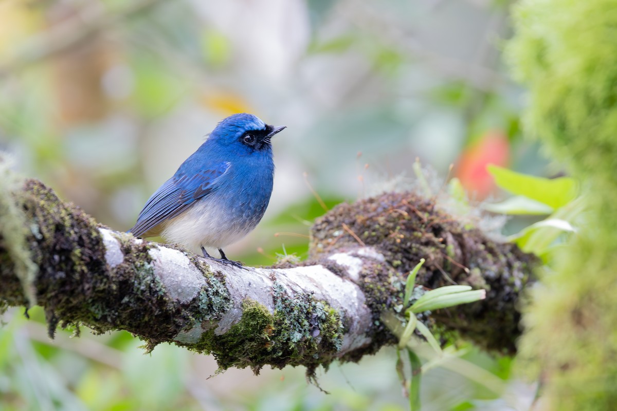 Papamoscas Índigo (ruficrissa/cerviniventris) - ML642798203
