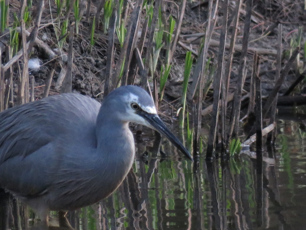 White-faced Heron - ML642798216
