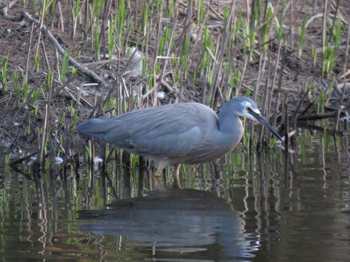 White-faced Heron - ML642798217