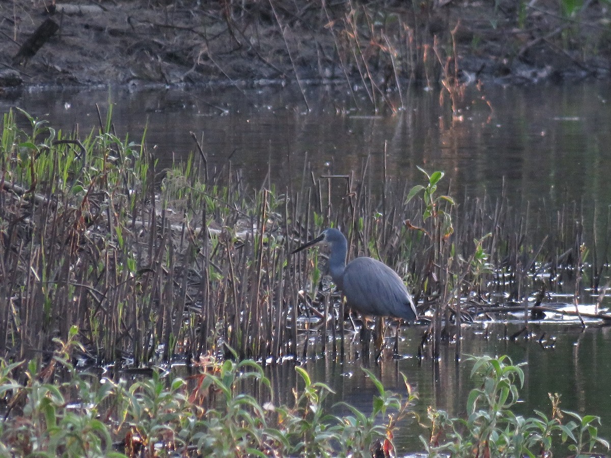 White-faced Heron - ML642798218