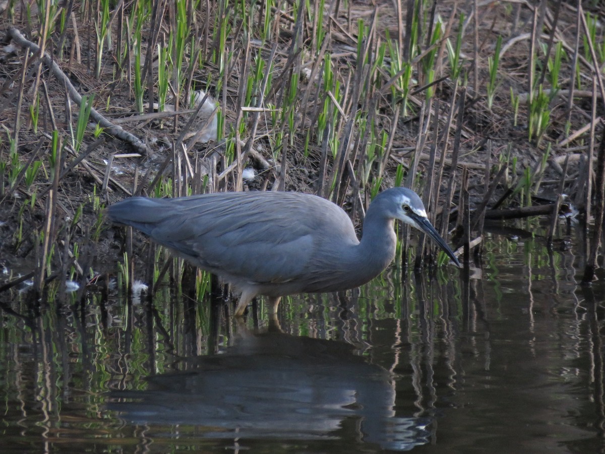 White-faced Heron - ML642798219