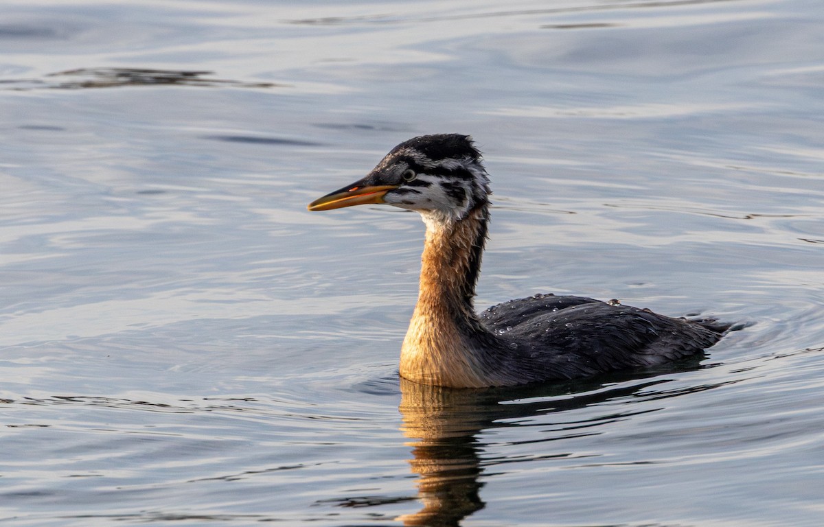 Red-necked Grebe - ML642798232