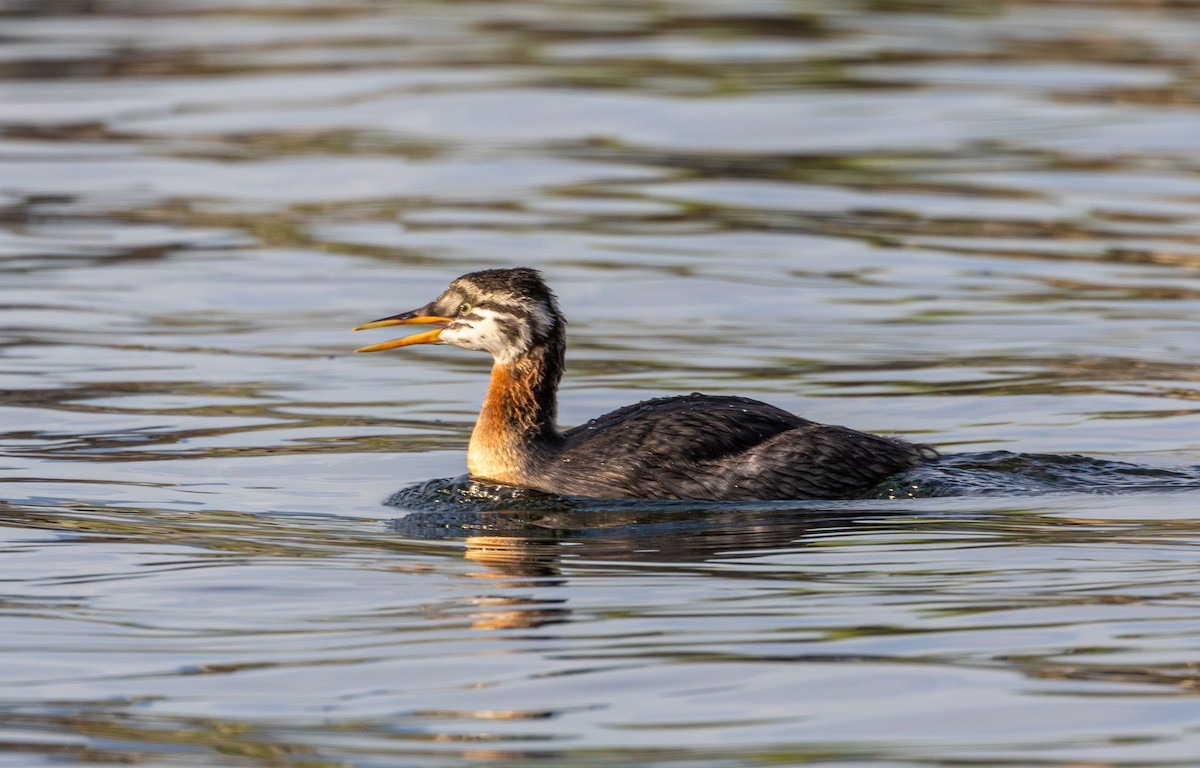 Red-necked Grebe - ML642798233