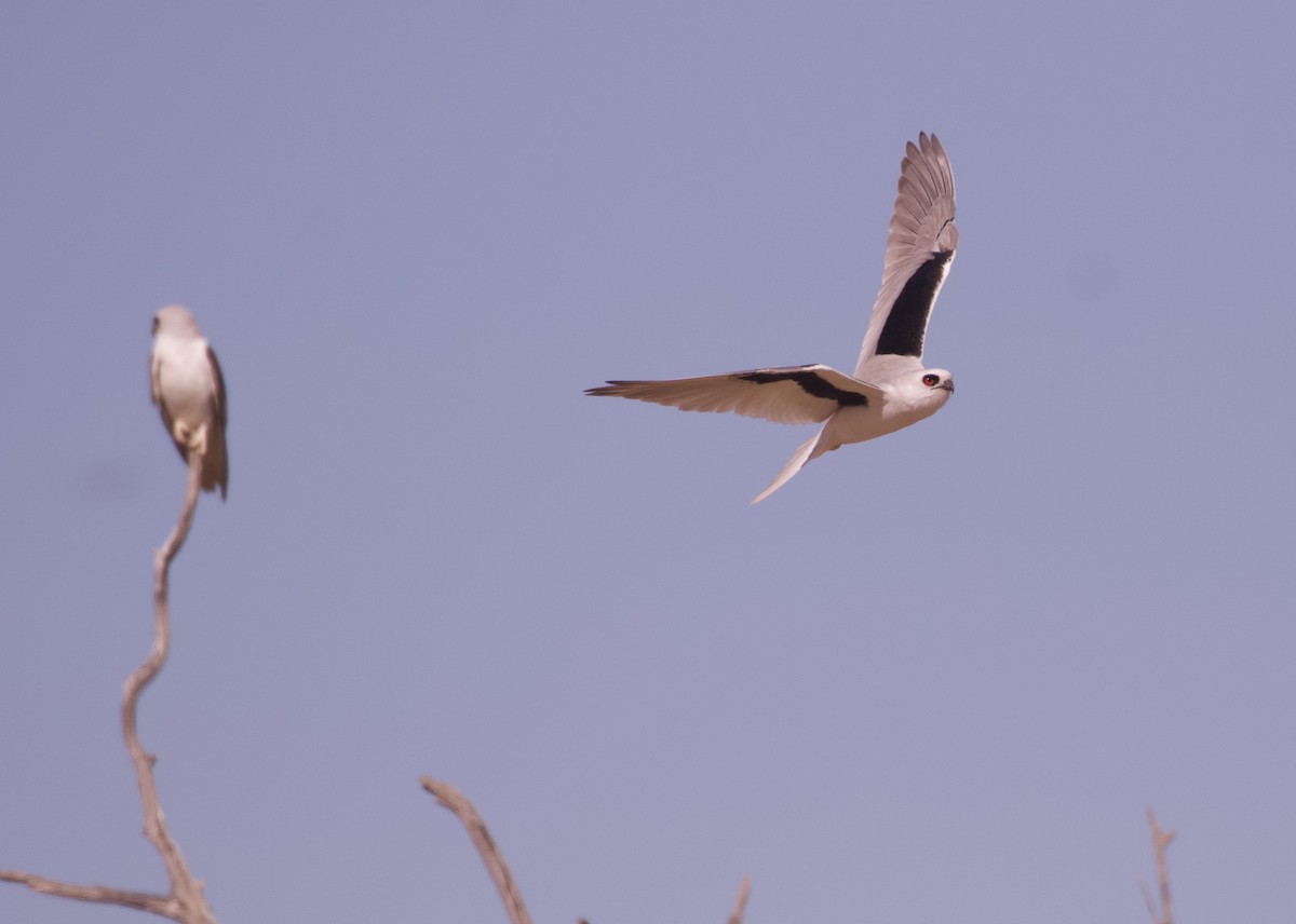 Letter-winged Kite - ML642798235