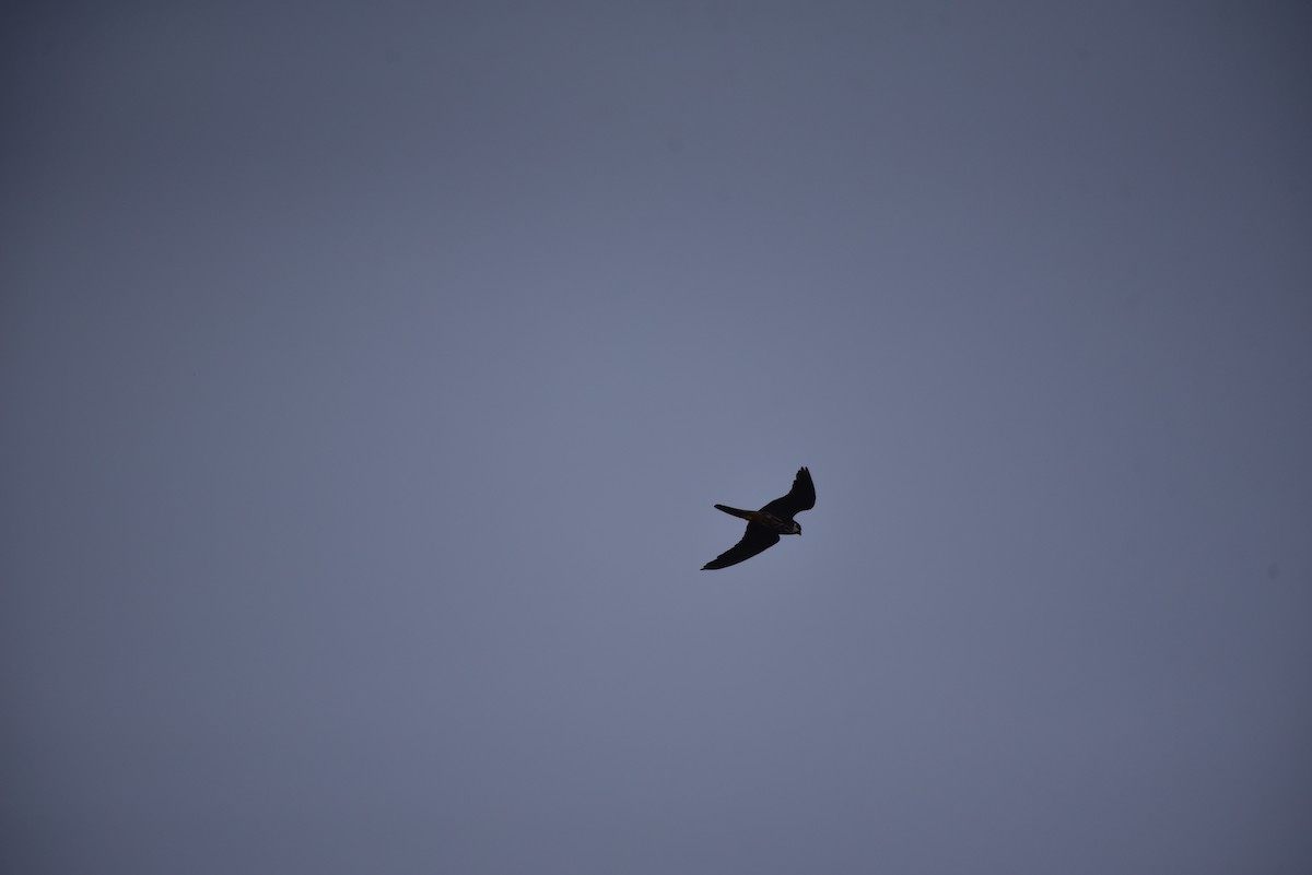 Eurasian Hobby - ML642798247