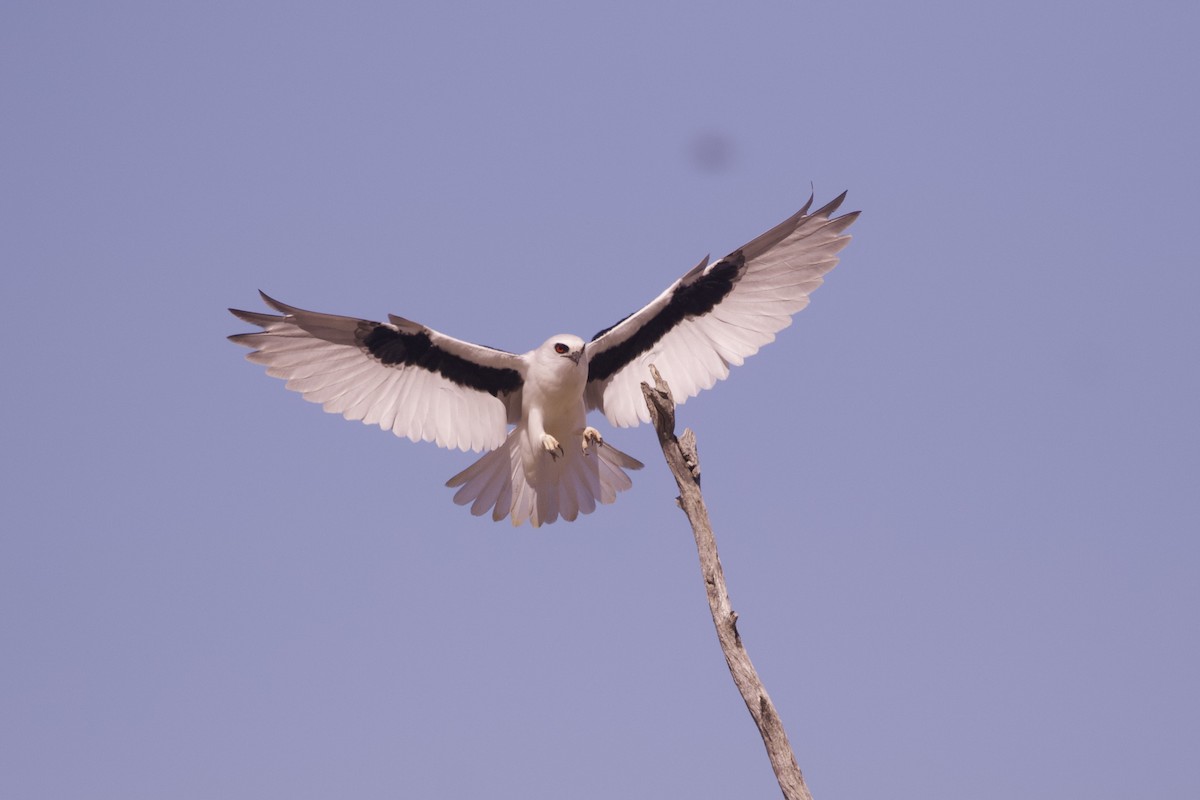 Letter-winged Kite - ML642798250