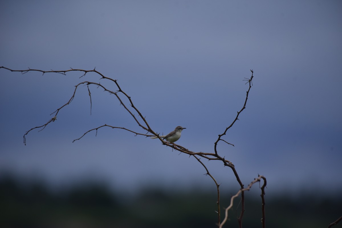 Prinia Sencilla - ML642798253