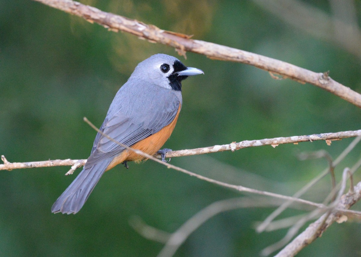 Black-faced Monarch - ML642798256