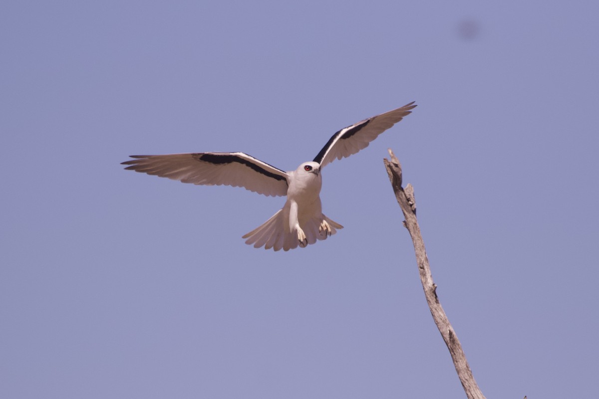 Letter-winged Kite - ML642798267
