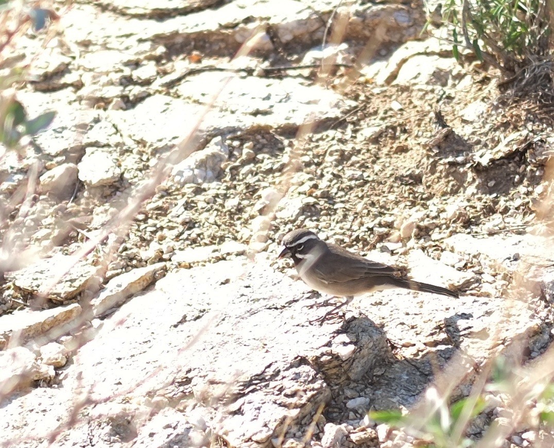 Black-throated Sparrow - ML642798268