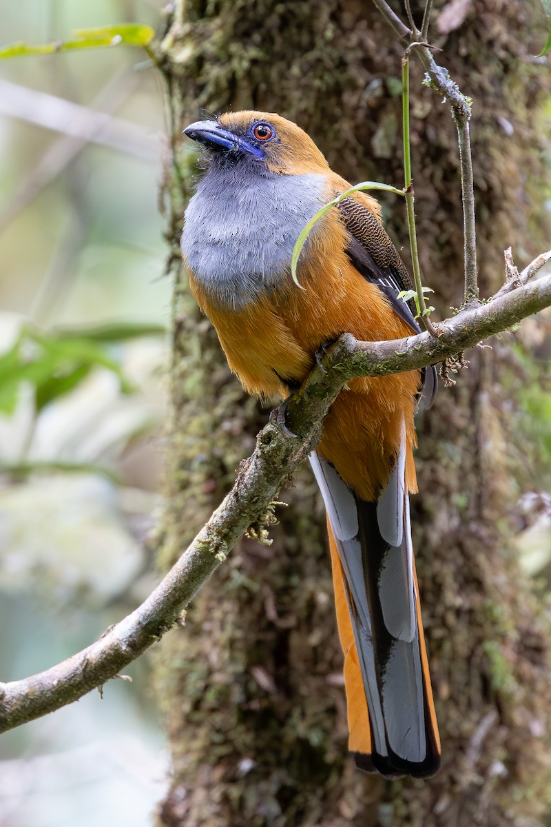 Whitehead's Trogon - ML642798274
