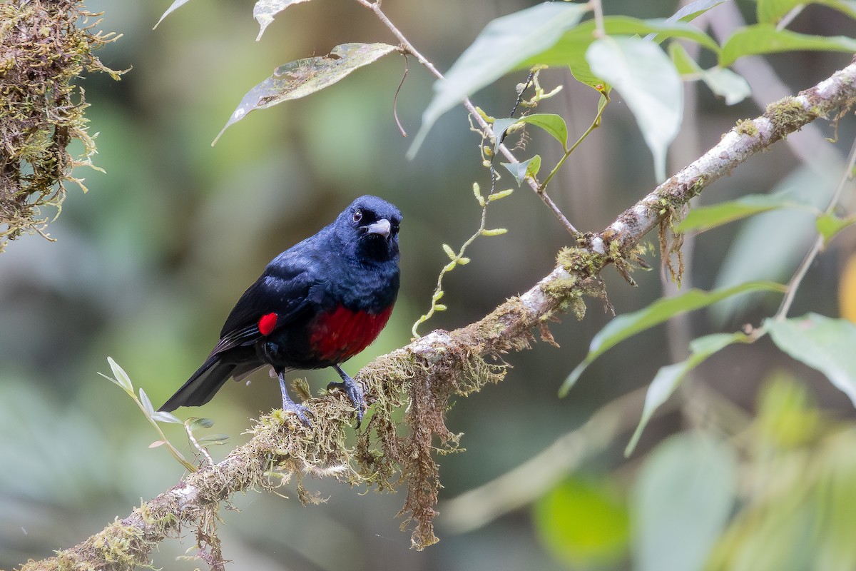 Black-and-crimson Oriole - ML642798275