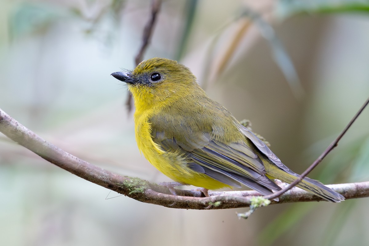 Bornean Whistler - ML642798277