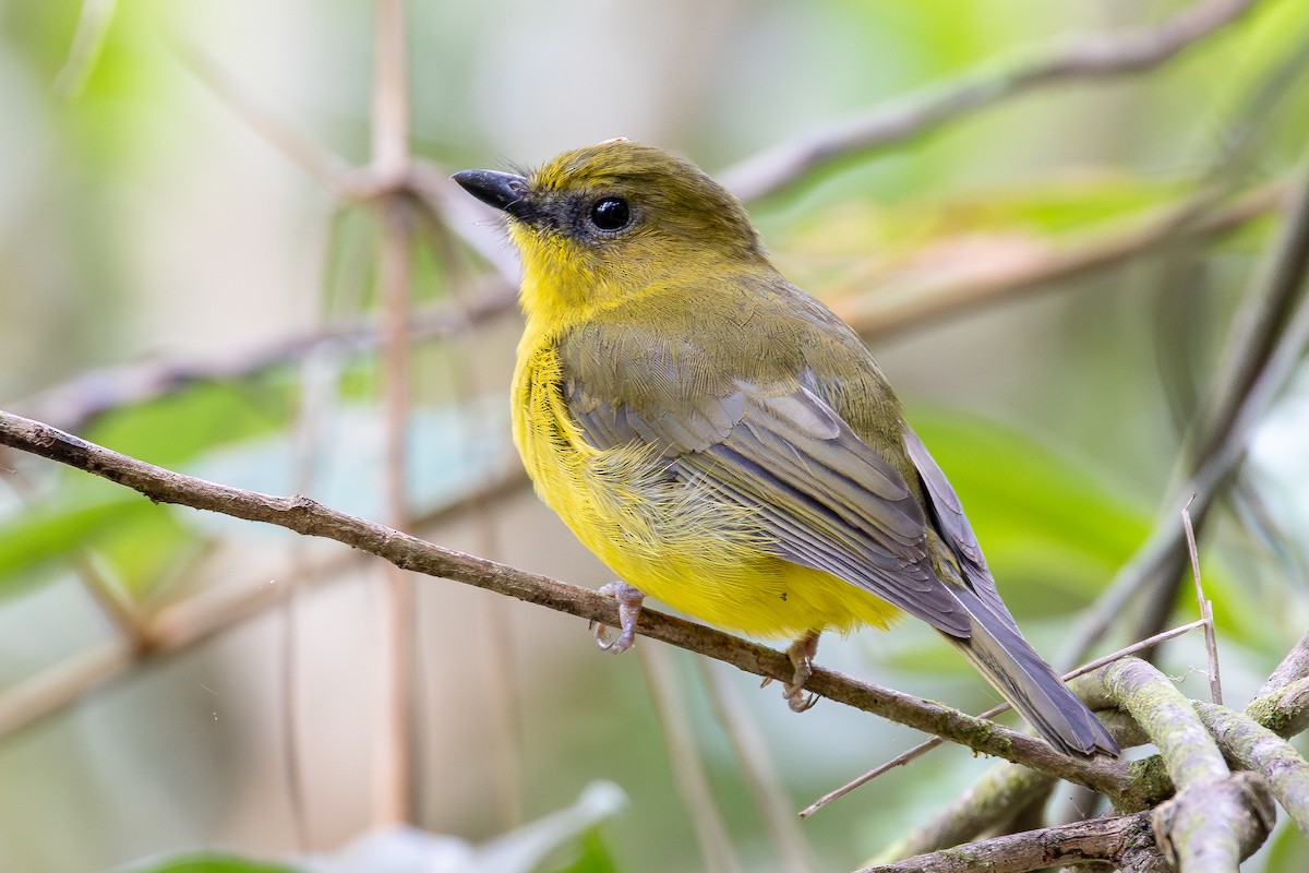 Bornean Whistler - ML642798278