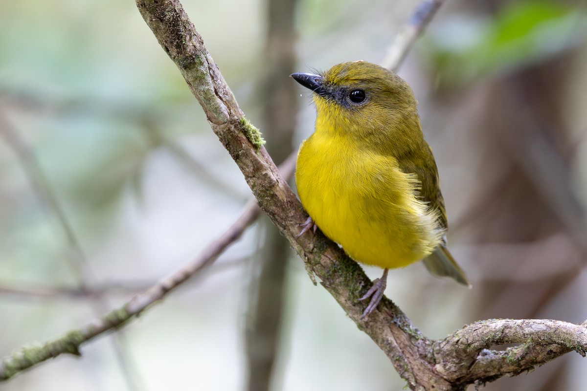 Bornean Whistler - ML642798279
