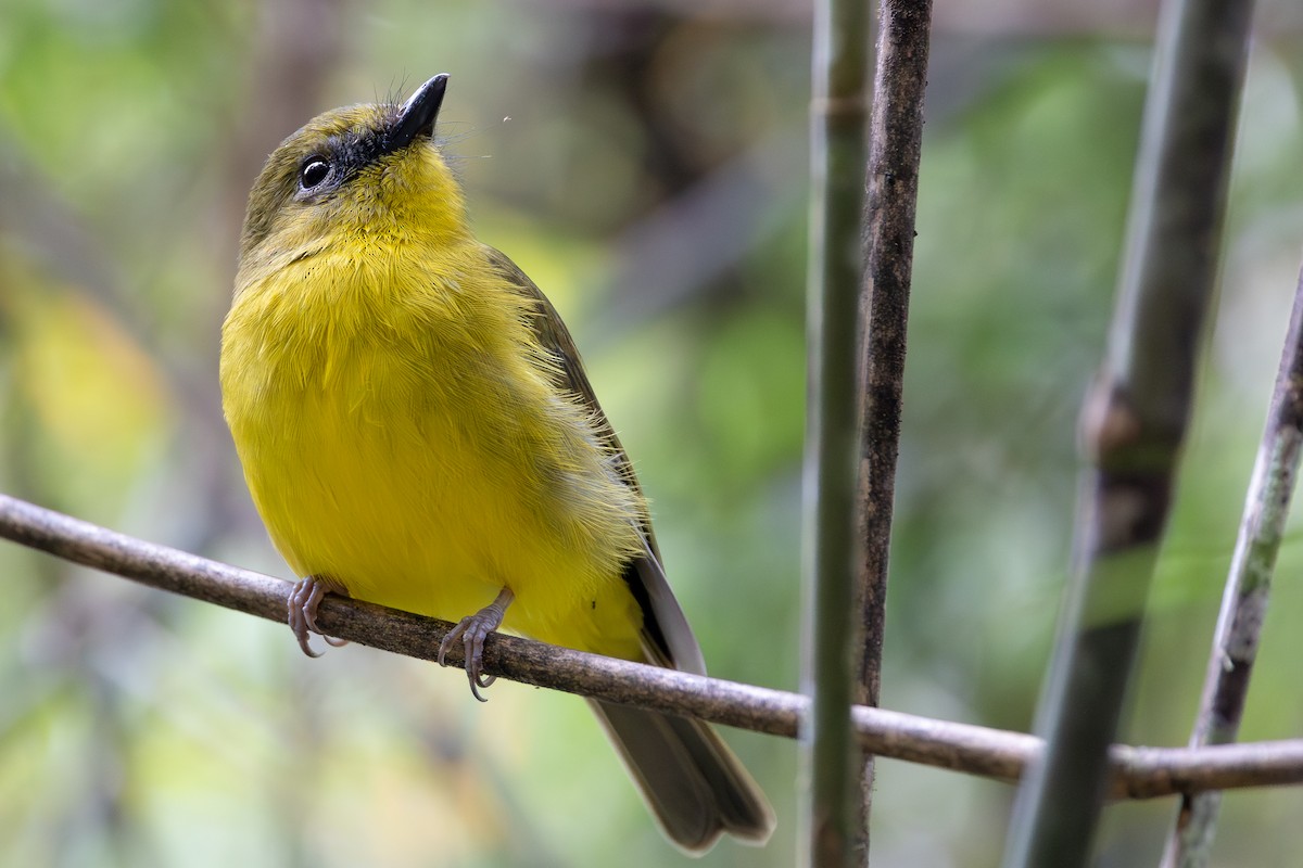 Bornean Whistler - ML642798280