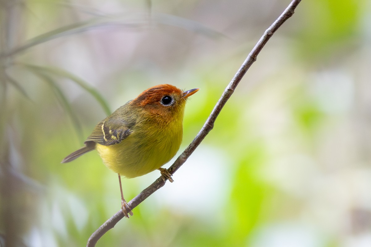 Yellow-breasted Warbler - ML642798282