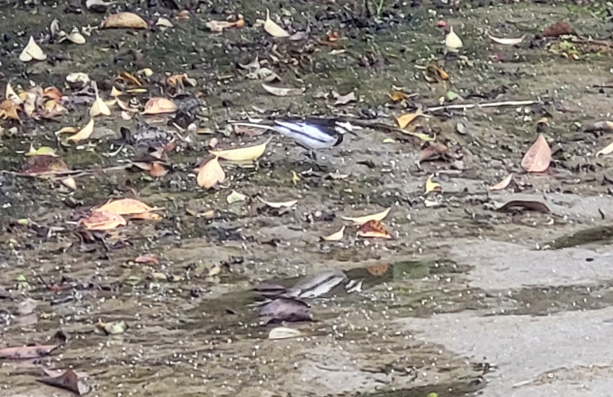 Japanese Wagtail - ML642798293