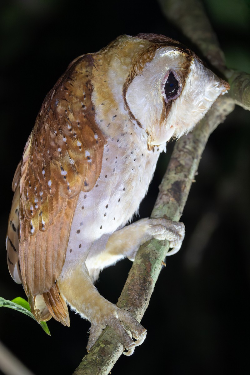 Oriental Bay-Owl - ML642798297