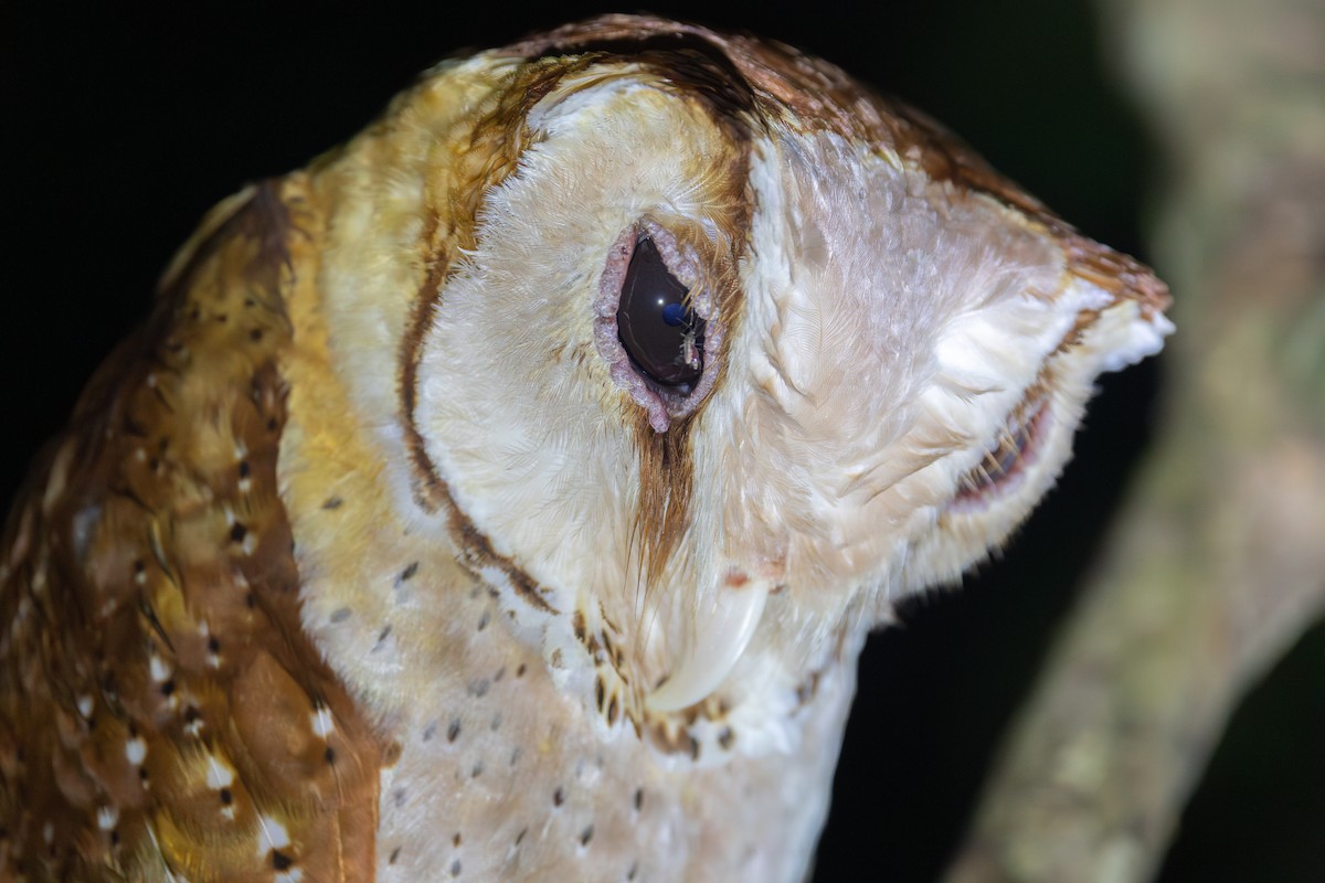 Oriental Bay-Owl - ML642798298