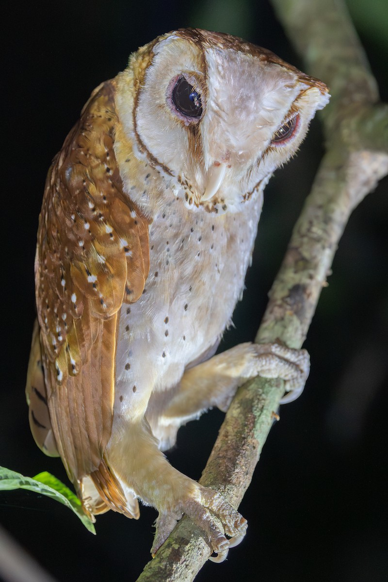 Oriental Bay-Owl - ML642798299
