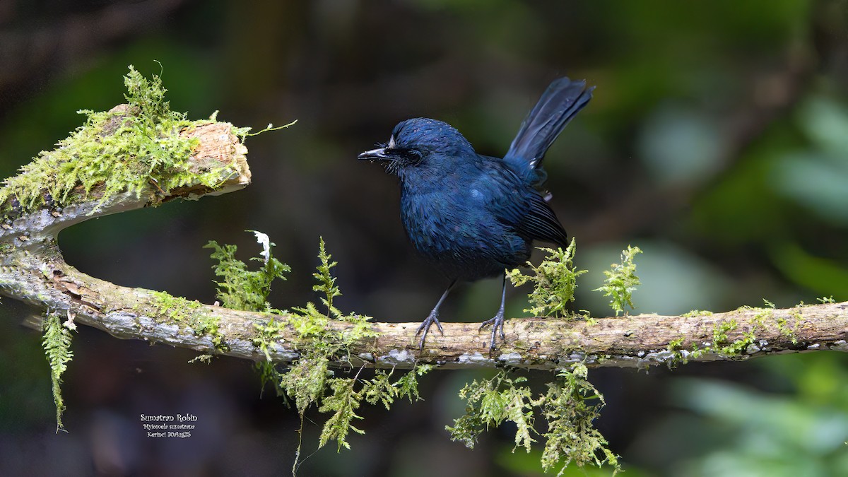 Sumatran Robin - ML642798306