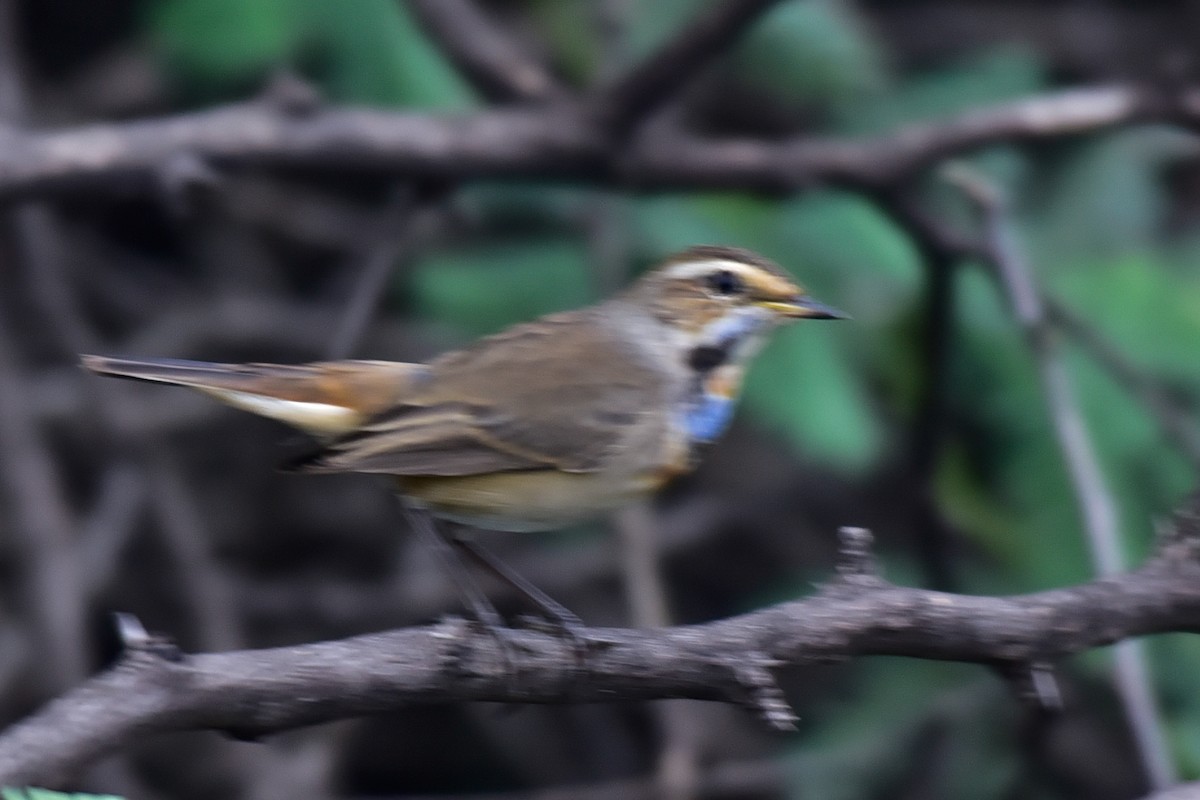 Bluethroat - ML642798308