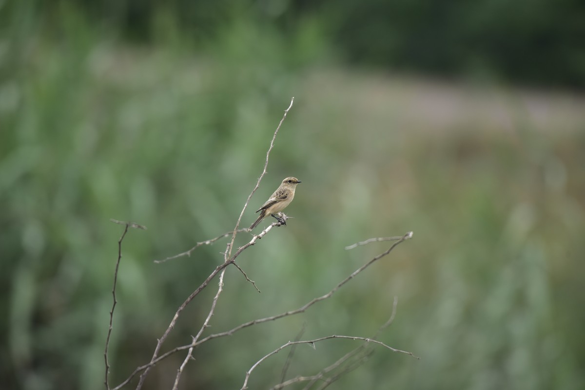 Siberian Stonechat - ML642798323