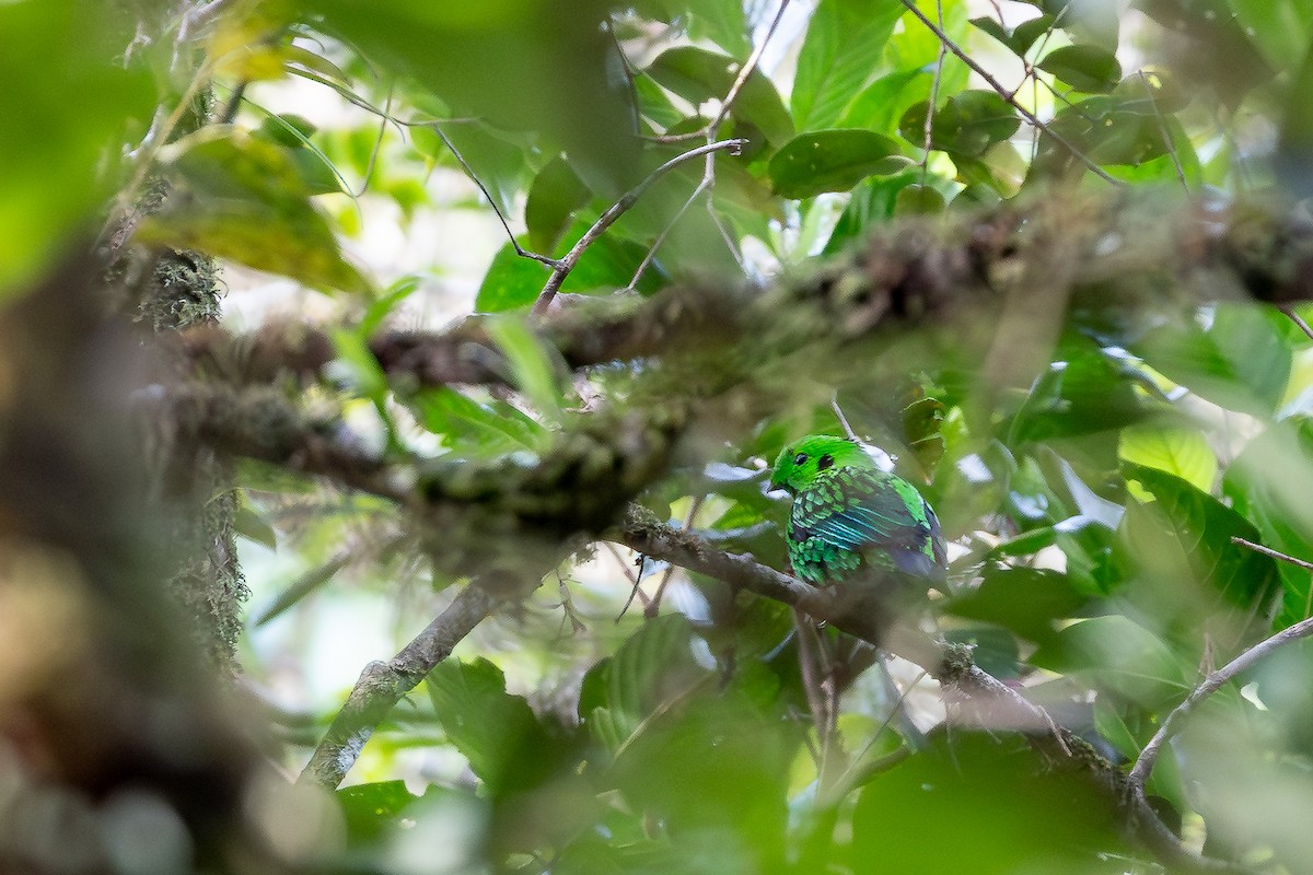 Whitehead's Broadbill - ML642798325