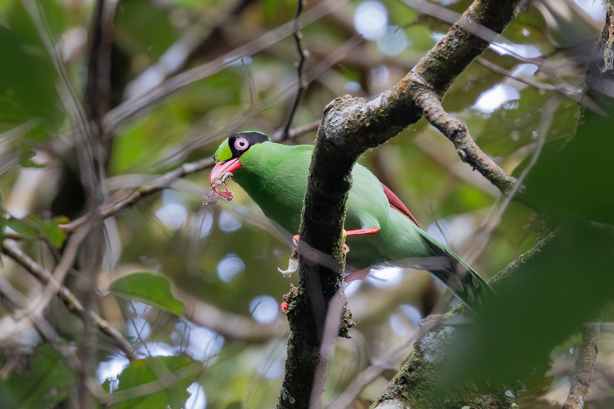 Bornean Green-Magpie - ML642798326