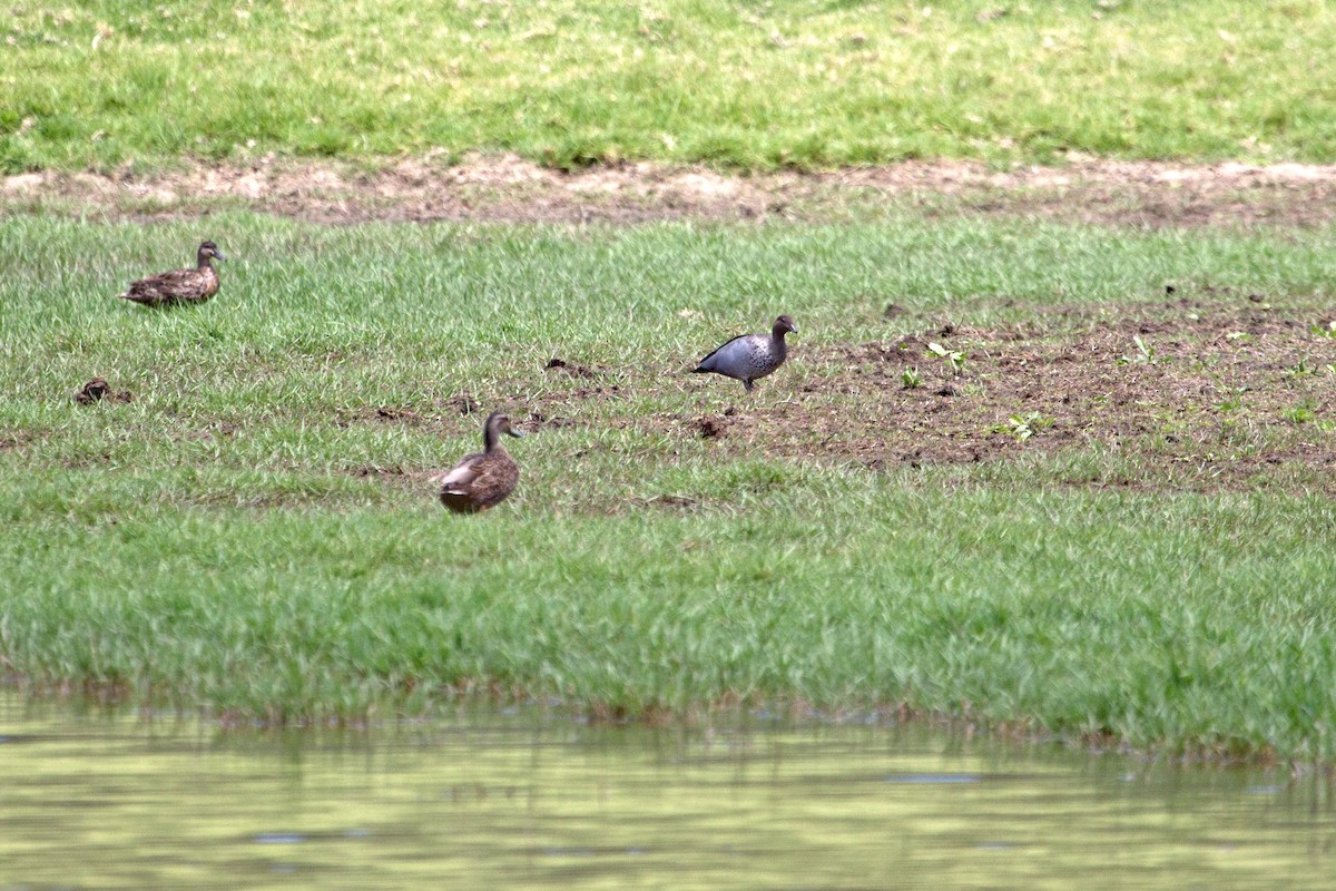 Maned Duck - ML642798330