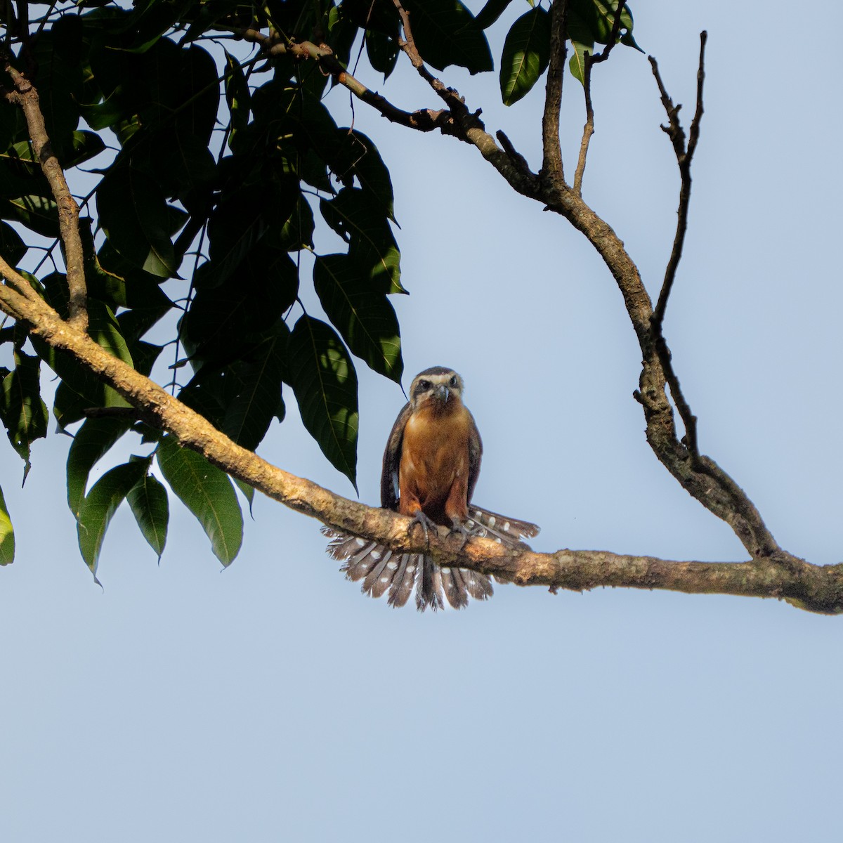 Collared Falconet - ML642798331