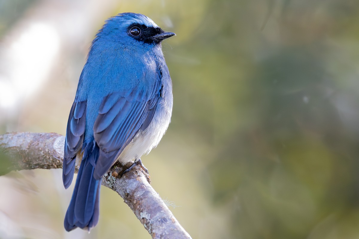 Papamoscas Índigo (ruficrissa/cerviniventris) - ML642798338
