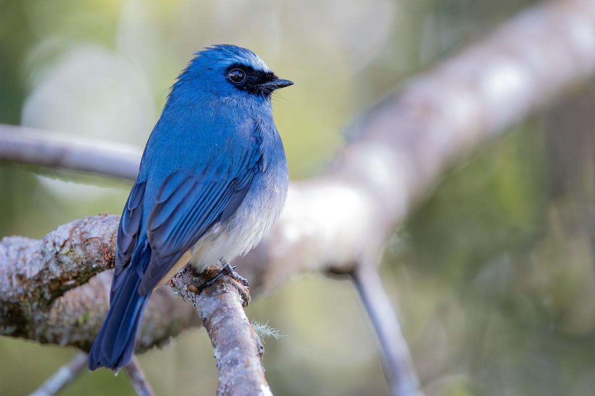 Papamoscas Índigo (ruficrissa/cerviniventris) - ML642798339