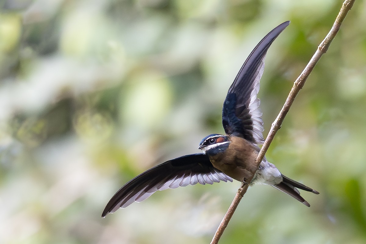 Whiskered Treeswift - ML642798347