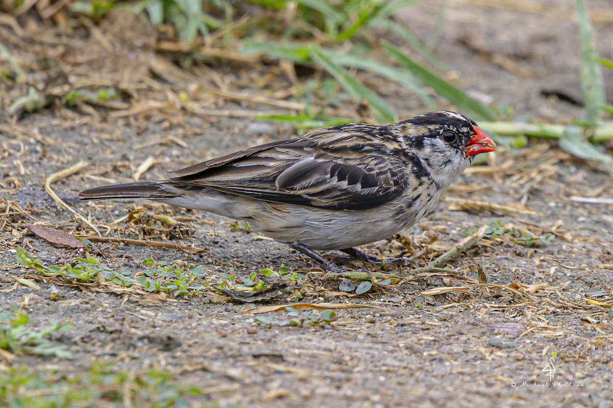 Pin-tailed Whydah - ML642798349