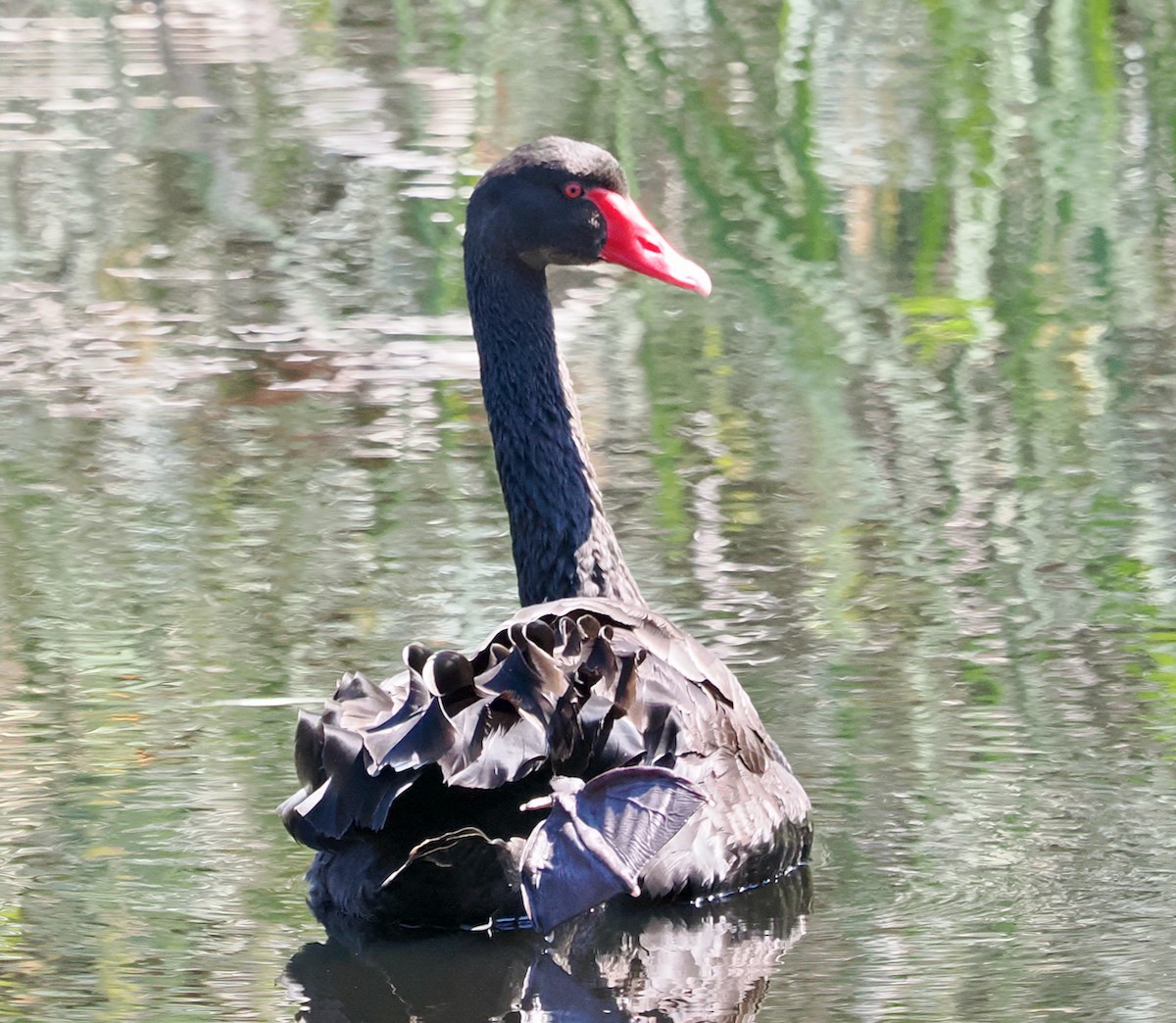 Black Swan - ML642798359