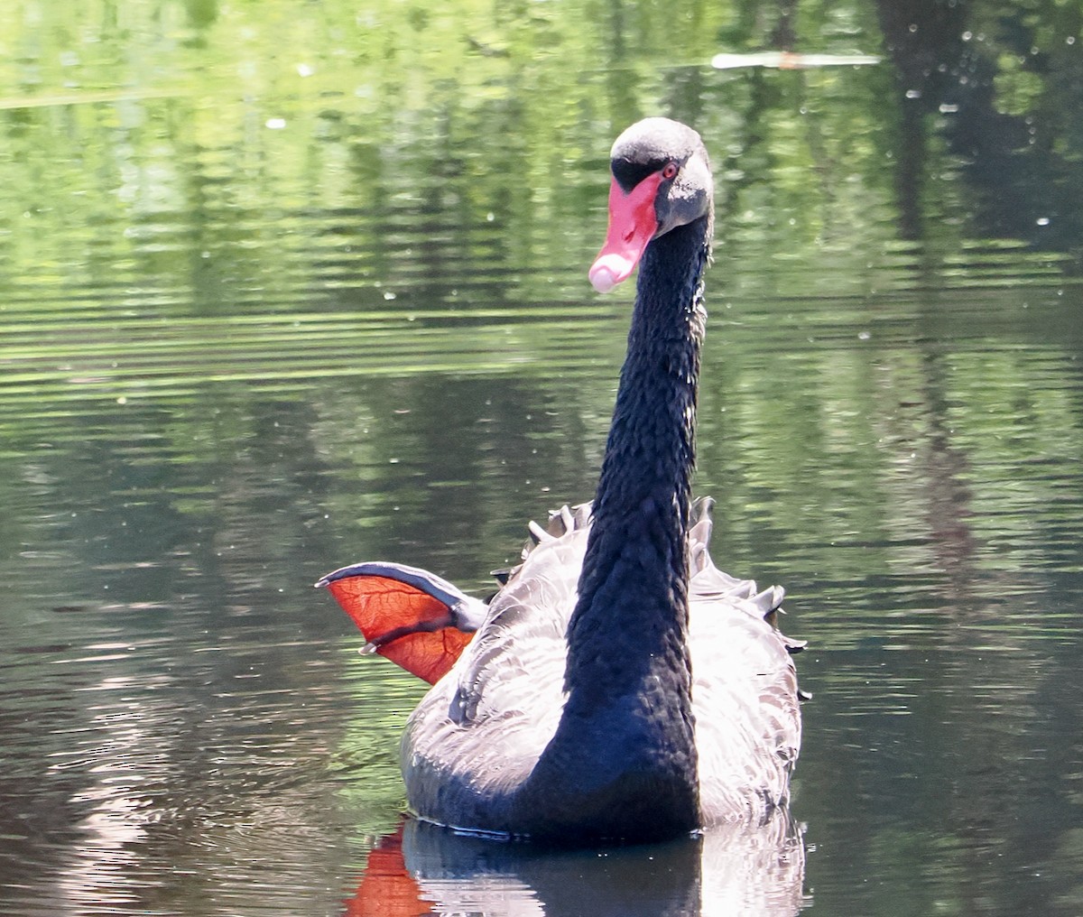 Black Swan - ML642798360