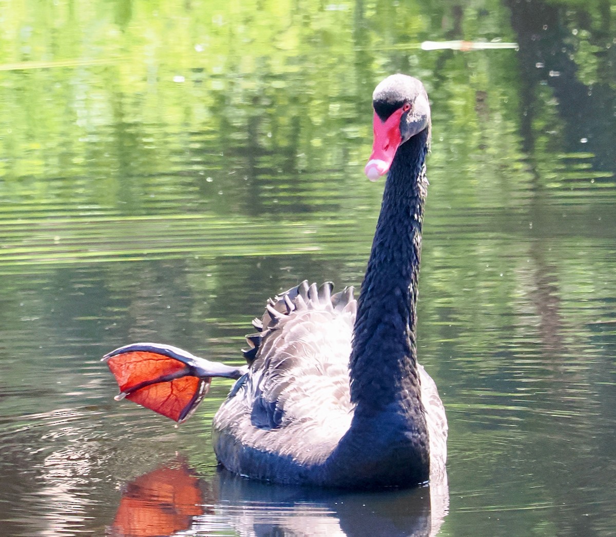 Black Swan - ML642798361