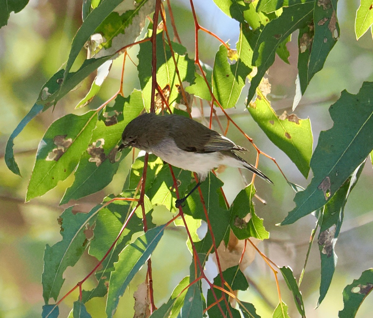 Western Gerygone - ML642798365