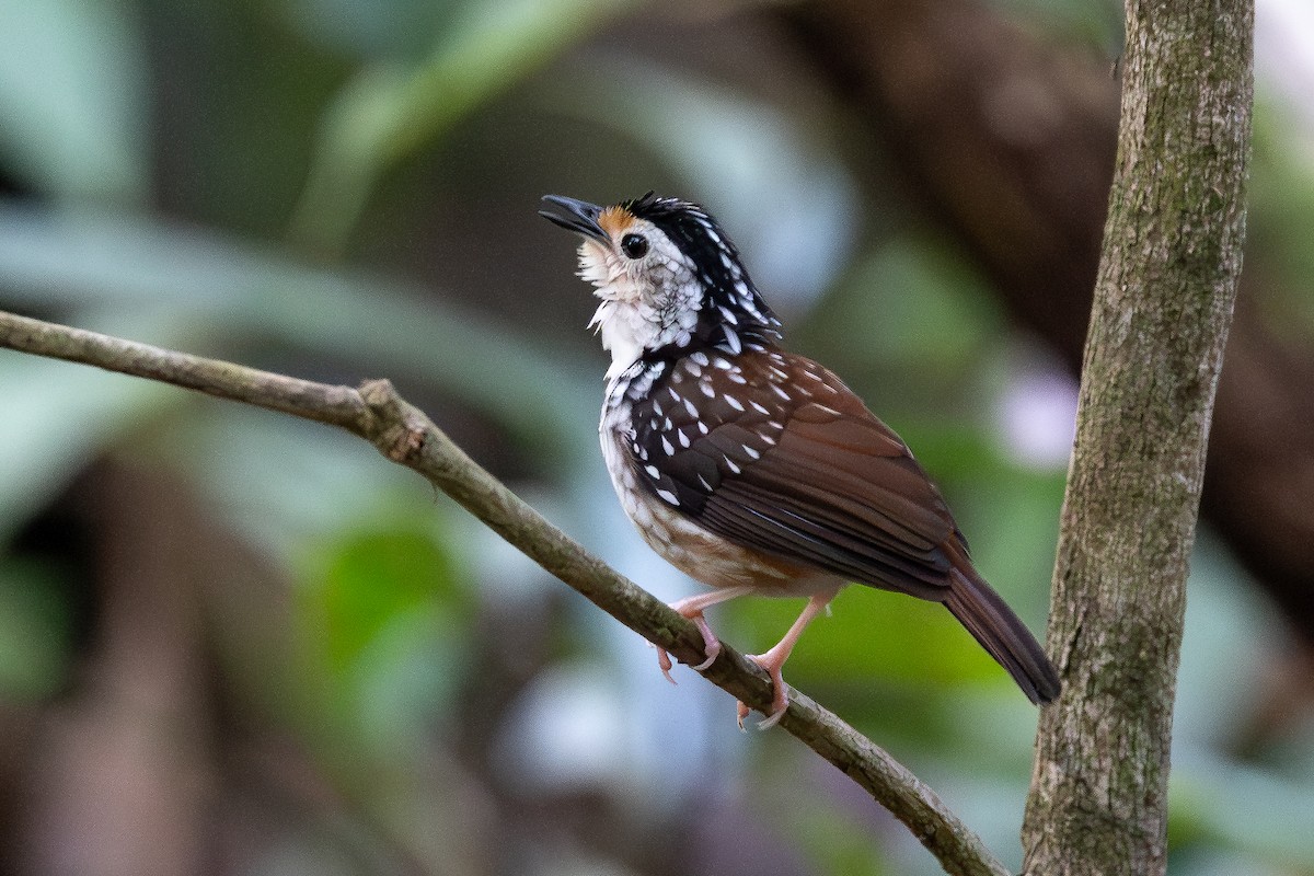 Striped Wren-Babbler - ML642798366
