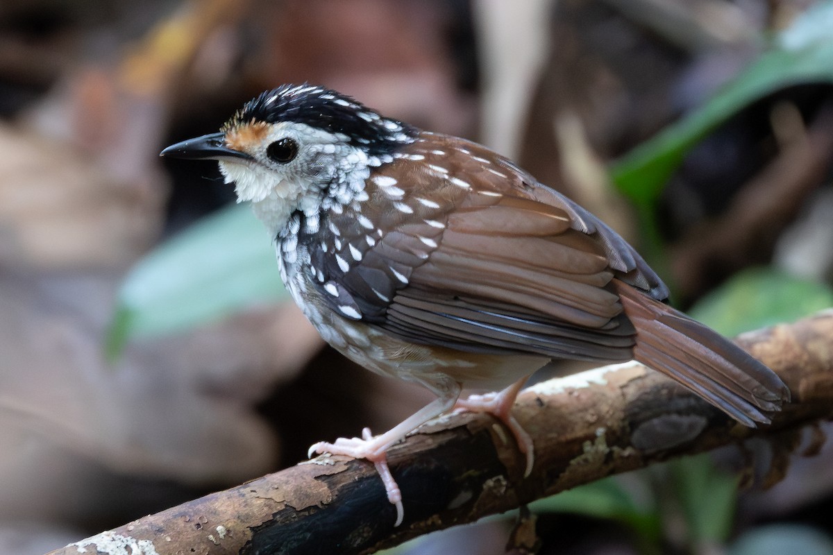 Striped Wren-Babbler - ML642798367