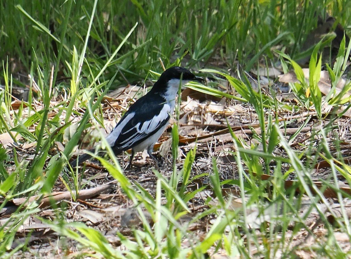 White-winged Triller - ML642798374