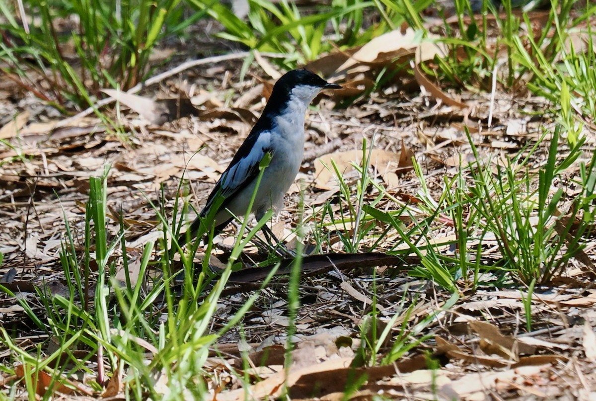 White-winged Triller - ML642798375