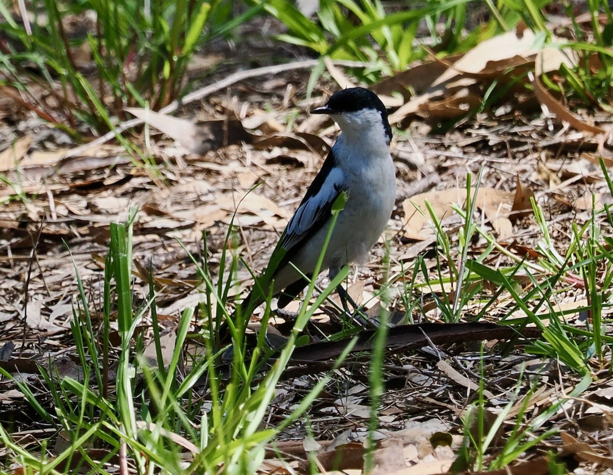 White-winged Triller - ML642798376