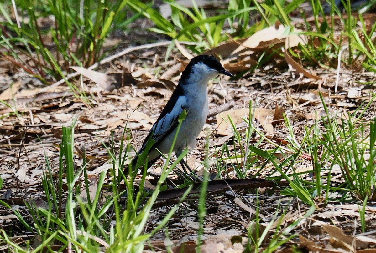 Échenilleur tricolore - ML642798377