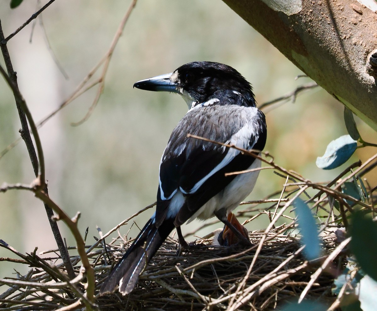 Gray Butcherbird - ML642798388