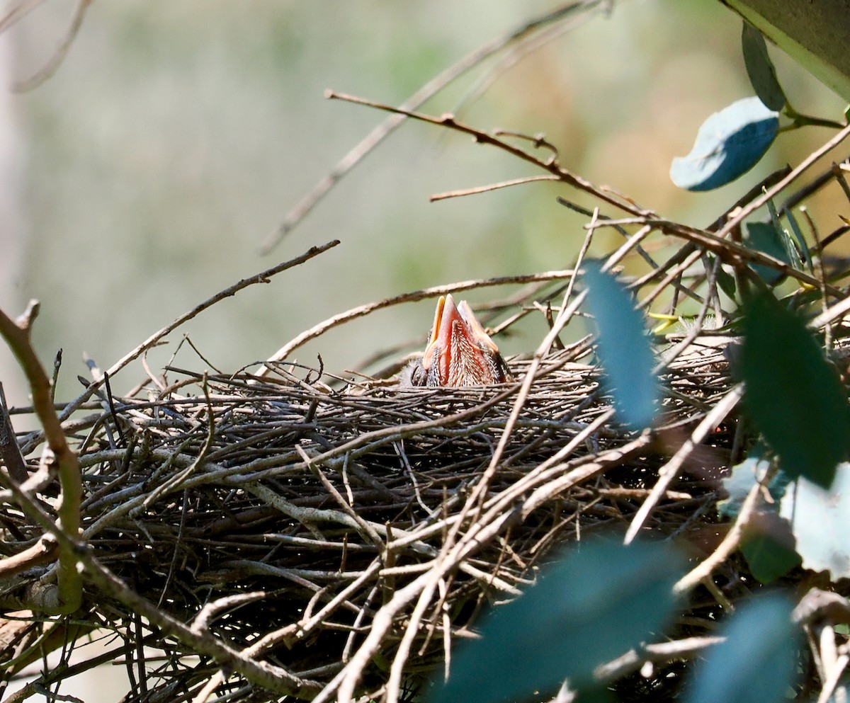 Gray Butcherbird - ML642798390