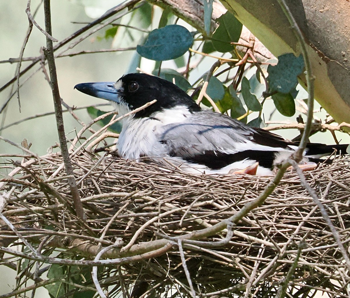 Gray Butcherbird - ML642798391